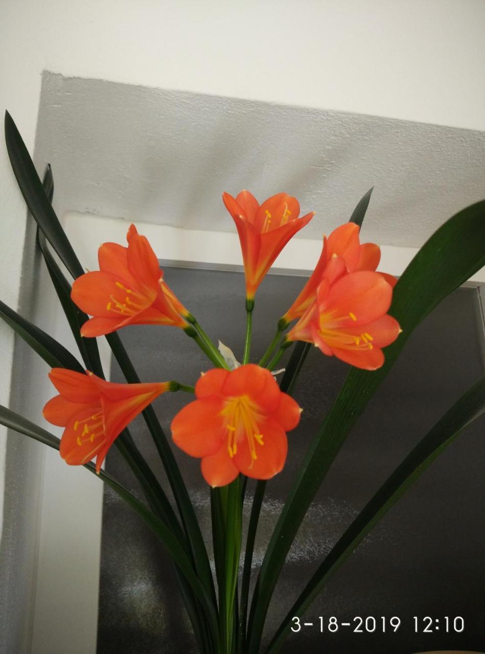 Apartments Gina تروغير المظهر الخارجي الصورة